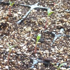 種まき開始 晴耕雨折 折り紙な日々